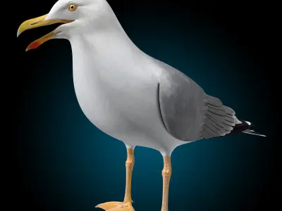 Seagull - Wings Folded 3D model