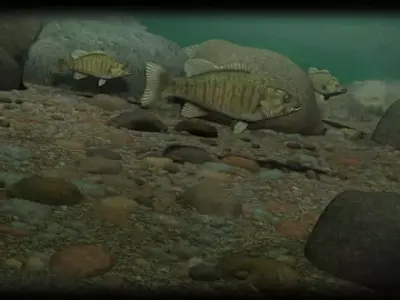 smallmouth bass 3D model