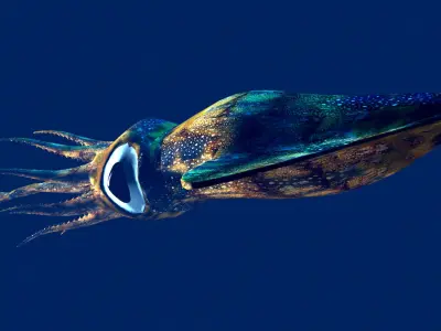 Giant Squid Low-poly 3D model