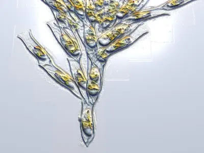 Golden Algae 3D model