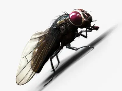 Fly RIG 3D model