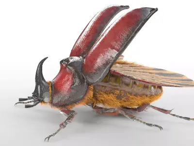 Rhino Beetle insect Low-poly 3D model