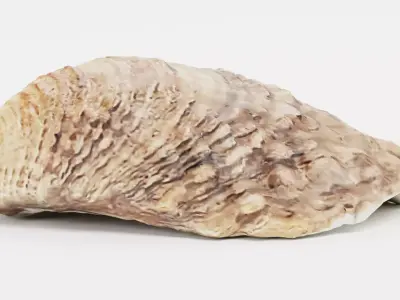 -Shell Light- 3D model