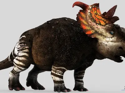 Pachyrhinosaurus dinosaur Low-poly 3D model