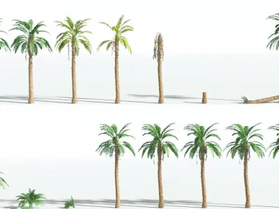 EVERYPlant African Oil Palm 3 --16 Models-- 3D model