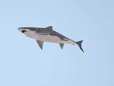 Shark great Low-poly 3D model