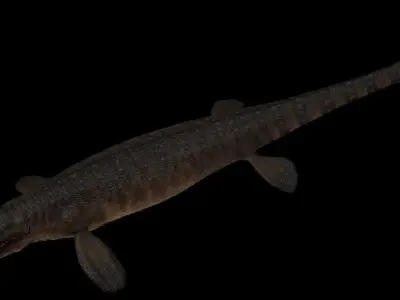 Tylosaurus Asset Pack 3D model