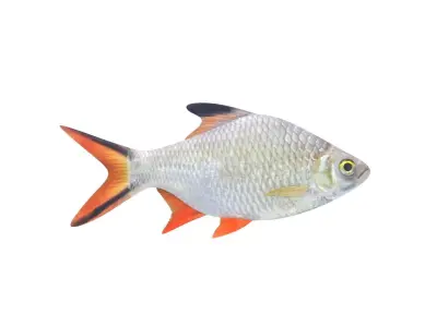 Fish Collection 3D model