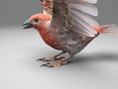 House finch - rigged - animated - Standard PBR VRAY Low-poly 3D model