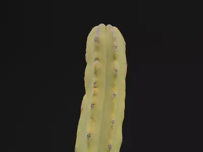 Cactus Plant Low-poly 3D model