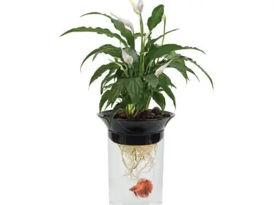 Chico Gallon Aquaponic Betta Aquarium Bowl Free 3D model