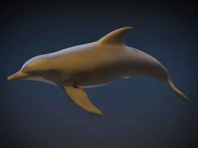 Dolphin   3D model