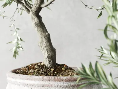 Olive European In Antique Vessels 3D model purchase