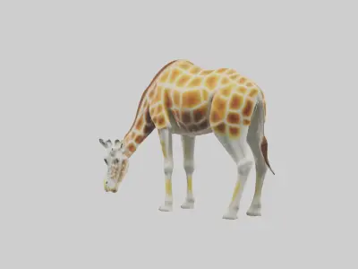 Camelopardalis Giraffe grazing model Low-poly 3D model