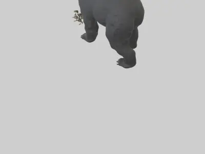 Black Bear cub exploring model 3D model