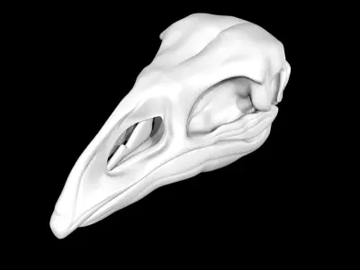 Moa skull Low-poly 3D model