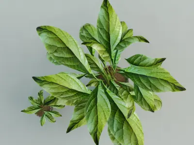 Flowers two potted plants Free 3D model