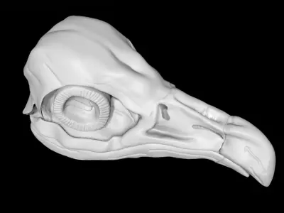 Vulture skull Low-poly 3D model