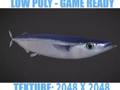 Mackerel squid - squid Low-poly 3D model