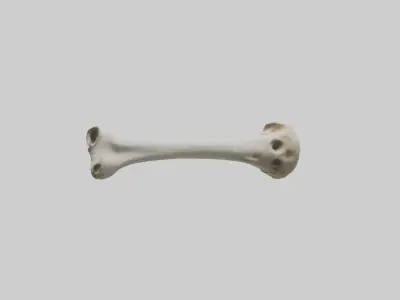 Giraffe Humerus Low-poly 3D model