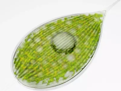 Phacus Low-poly 3D model