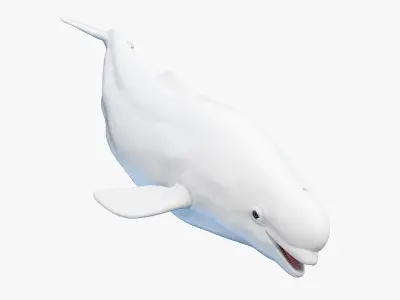 Beluga Whale 3D model buy