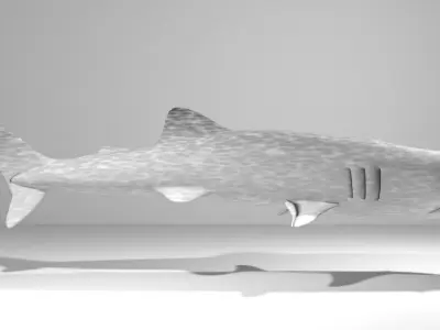 Shark - Whaleshark 3D model