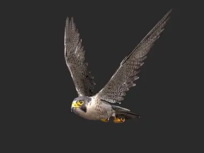 peregrine falcon Free 3D model