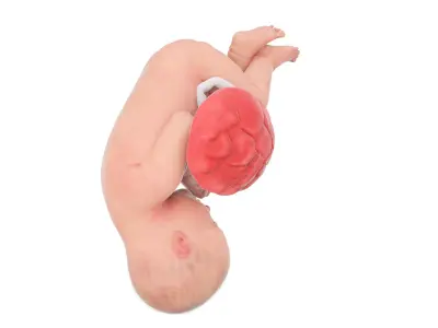 Fetus Anatomy Week 38 Static 3D model