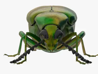4K Beetle Low-poly 3D model