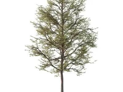 Mountain Ash Tree 12 3D model
