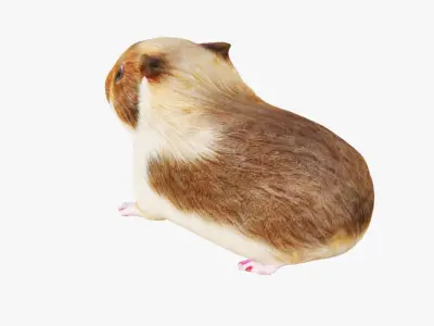Guinea pig Free 3D model