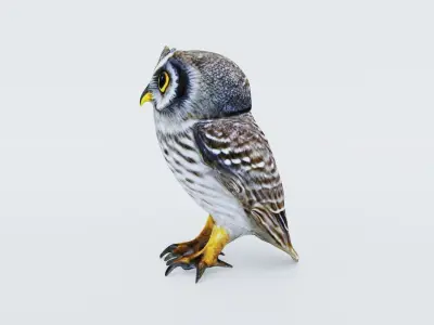Owl Animal Free 3D model