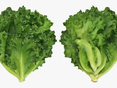 Lettuce Collection 3 3D model