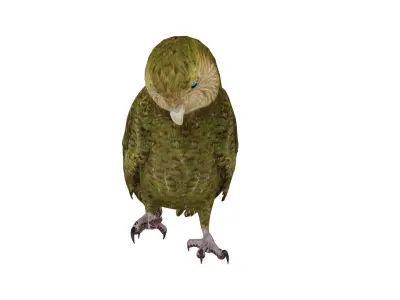 Kakapo Owl Parrot Bird Low-poly 3D model