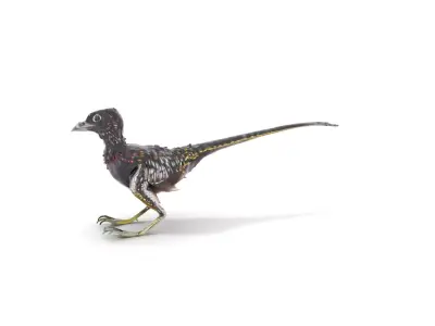 Feathered Dinosaur model pack Low-poly 3D model