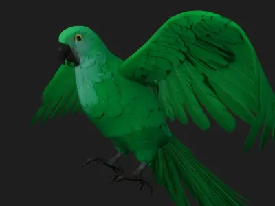 Parrot A11 3D model