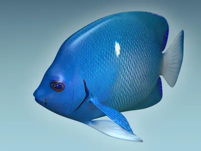 Anglefish 2 angelfish 3D model