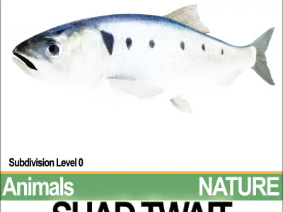Twait Shad 3D model