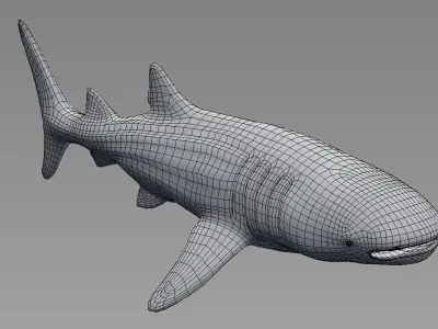 Whale Shark - Rhincodon Typus - Adult Male Low-poly 3D model