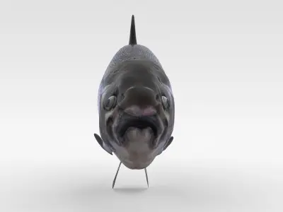 Salmon Fish 3D model