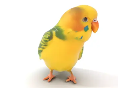 Yellow Parakeet model pack Low-poly 3D model