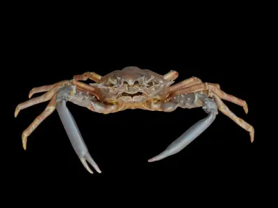 Crab photorealistic 3D model