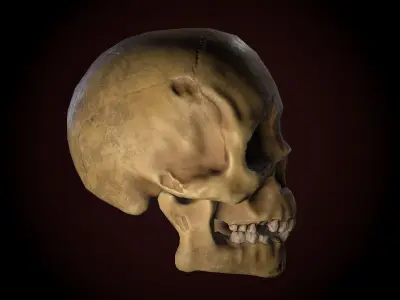 Dirty Skull PBR Low-poly 3D model