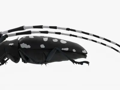 4K Longhorn Beetle Low-poly 3D model