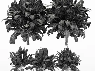 5 Different bush Plant Free 3D model