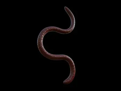 EARTHWORM worm Low-poly 3D model