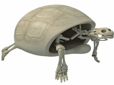 Turtle Skeleton with Cutaway Shell 3D model