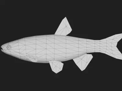 Chubfish Low-poly 3D model