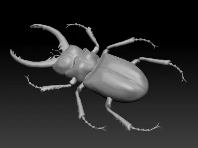 Beetle 3D model